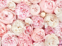 Samolepka flie 270 x 200, 215246503 - Summer blossoming delicate rose on blooming flowers festive background, pastel and soft bouquet floral card