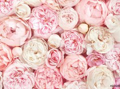 Fototapeta pltno 330 x 244, 215246503 - Summer blossoming delicate rose on blooming flowers festive background, pastel and soft bouquet floral card