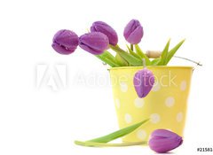 Fototapeta100 x 73  Wet Purple Tulips, 100 x 73 cm