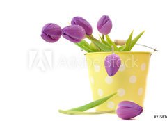 Fototapeta papr 160 x 116, 21581456 - Wet Purple Tulips