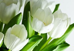 Samolepka flie 145 x 100, 21581948 - White Tulips - Bl tulipny