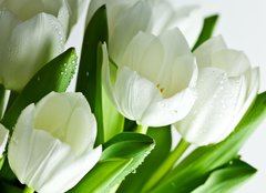 Fototapeta pltno 160 x 116, 21581948 - White Tulips