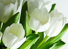 Samolepka flie 200 x 144, 21581948 - White Tulips - Bl tulipny