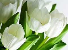 Samolepka flie 270 x 200  White Tulips, 270 x 200 cm