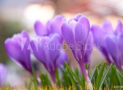 Fototapeta vliesov 100 x 73, 21779067 - Violet Crocuses in the garden