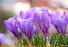 Fototapeta vliesov 145 x 100, 21779067 - Violet Crocuses in the garden