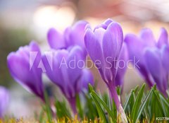 Fototapeta160 x 116  Violet Crocuses in the garden, 160 x 116 cm