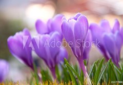 Fototapeta184 x 128  Violet Crocuses in the garden, 184 x 128 cm