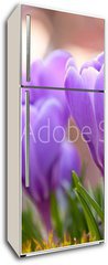 Samolepka na lednici flie 80 x 200, 21779067 - Violet Crocuses in the garden