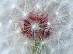 Fototapeta pltno 330 x 244, 218023656 - Dandelion