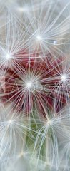 Samolepka na dveře fólie 90 x 220, 218023656 - Dandelion - Pampeliška