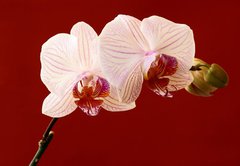 Fototapeta pltno 174 x 120, 21806179 - orchid on red background - orchidej na ervenm pozad