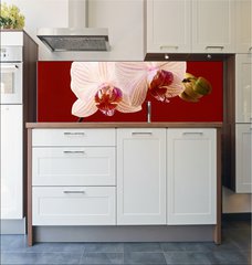 Fototapeta do kuchyn flie 180 x 60  orchid on red background, 180 x 60 cm