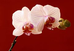 Fototapeta papr 184 x 128, 21806179 - orchid on red background