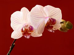 Fototapeta270 x 200  orchid on red background, 270 x 200 cm