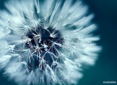 Samolepka flie 100 x 73, 218536991 - Macro shot of dandelion with water drops - Makro snmek pampeliky kapkami vody