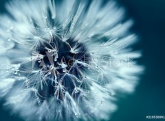 Fototapeta pltno 330 x 244, 218536991 - Macro shot of dandelion with water drops