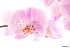 Samolepka flie 145 x 100, 21889929 - Orchidee - Orchidea