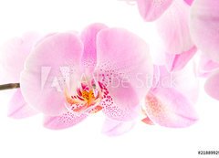 Samolepka flie 200 x 144, 21889929 - Orchidee