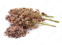 Samolepka flie 100 x 73  sorghum isolated on white background, 100 x 73 cm