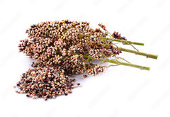 Fototapeta174 x 120  sorghum isolated on white background, 174 x 120 cm