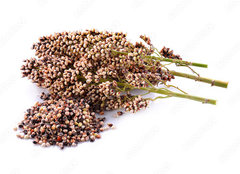 Fototapeta pltno 240 x 174, 220739322 - sorghum isolated on white background