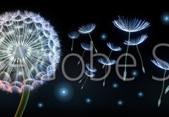 Fototapeta papr 184 x 128, 220799750 - Pusteblumen und Glhwrmchen