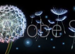 Fototapeta pltno 240 x 174, 220799750 - Pusteblumen und Glhwrmchen