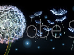 Fototapeta pltno 330 x 244, 220799750 - Pusteblumen und Glhwrmchen