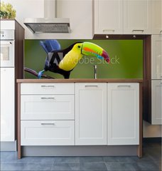 Fototapeta do kuchyn flie 180 x 60, 22186231 - Keel Billed Toucan, from Central America. - Keel Billed Toucan, ze Stedn Ameriky.
