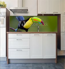 Fototapeta do kuchyn flie 180 x 60  Keel Billed Toucan, from Central America., 180 x 60 cm