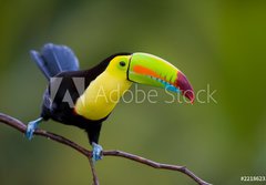Fototapeta papr 184 x 128, 22186231 - Keel Billed Toucan, from Central America. - Keel Billed Toucan, ze Stedn Ameriky.