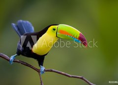 Fototapeta papr 254 x 184, 22186231 - Keel Billed Toucan, from Central America.