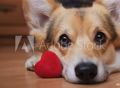Samolepka flie 100 x 73, 222488187 - A dog with a red heart. Valentines Day.