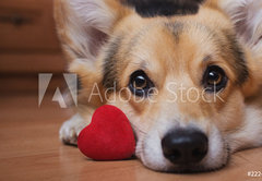 Samolepka flie 145 x 100, 222488187 - A dog with a red heart. Valentines Day.
