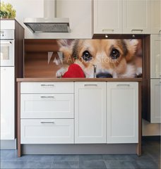 Fototapeta do kuchyn flie 180 x 60, 222488187 - A dog with a red heart. Valentines Day.