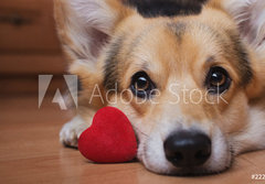Fototapeta papr 184 x 128, 222488187 - A dog with a red heart. Valentine`s Day.