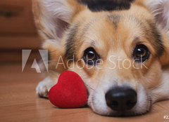Fototapeta pltno 240 x 174, 222488187 - A dog with a red heart. Valentine`s Day.