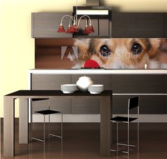 Fototapeta do kuchyn flie 260 x 60, 222488187 - A dog with a red heart. Valentines Day.