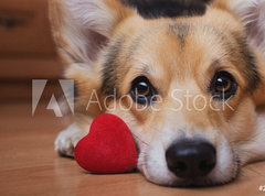 Samolepka flie 270 x 200, 222488187 - A dog with a red heart. Valentines Day.