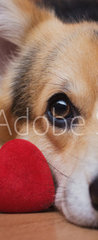 Samolepka na dvee flie 90 x 220, 222488187 - A dog with a red heart. Valentines Day.