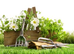 Fototapeta vliesov 100 x 73, 22249018 - Fresh herbs in wooden box on grass