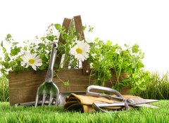 Samolepka flie 100 x 73, 22249018 - Fresh herbs in wooden box on grass