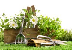 Fototapeta papr 184 x 128, 22249018 - Fresh herbs in wooden box on grass