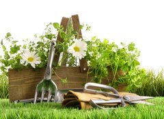 Fototapeta pltno 240 x 174, 22249018 - Fresh herbs in wooden box on grass