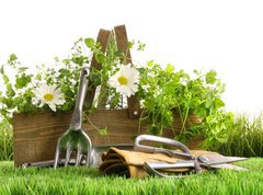 Fototapeta vliesov 270 x 200, 22249018 - Fresh herbs in wooden box on grass