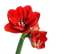 Fototapeta pltno 160 x 116, 22252623 - Amaryllis flower - Amaryllis kvtina