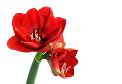 Fototapeta174 x 120  Amaryllis flower, 174 x 120 cm