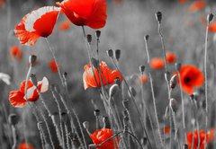Samolepka flie 145 x 100  red poppies on field, 145 x 100 cm