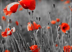 Fototapeta pltno 160 x 116, 22284891 - red poppies on  field - erven mk na poli